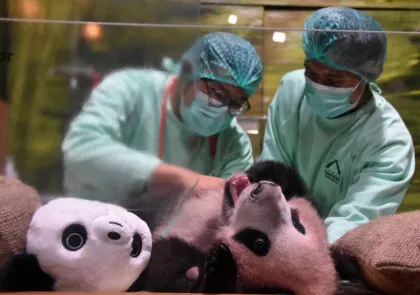 Taman Safari Bogor Pantau Pertumbuhan Bayi Panda Satrio yang Kian Sehat