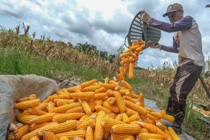 Bapanas Sebut Serapan Jagung Lokal Capai Ratusan Ribu Ton