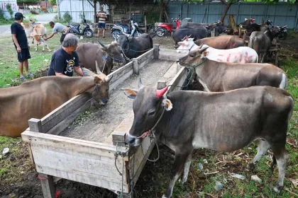 Harga Sapi Kurban di Pasaran Naik Menjelang Idul Adha