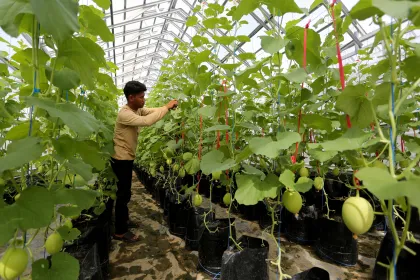 Generasi Muda Aceh Kembangkan Usaha Budidaya Melon