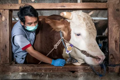 Sapi kurban bantuan Presiden di Bandung Barat