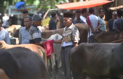 Unik, Negosiasi Harga Ternak di Sumbar Dilakukan di Balik Kain