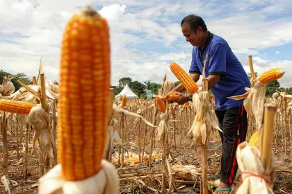Panen Raya Jagung di Lapas Kupang Dukung Ketahanan Pangan