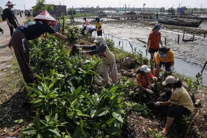 Gerakan Hijau Penanaman Mangrove di Semarang