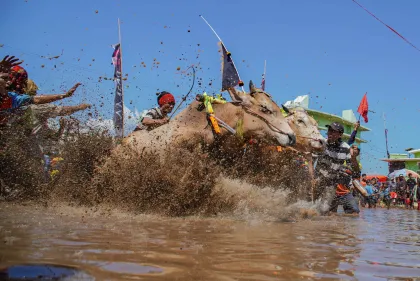 Karapan Sapi Brujul Warnai Festival Budaya di Probolinggo