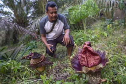 Bunga Bangkai Mekar di Jambi Tulo, Warga Sebut Mudah Ditemukan di Pekarangan