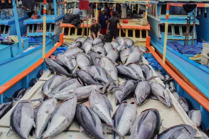 Musim Tuna Tiba, Nelayan Sendang Biru Panen Hasil Laut