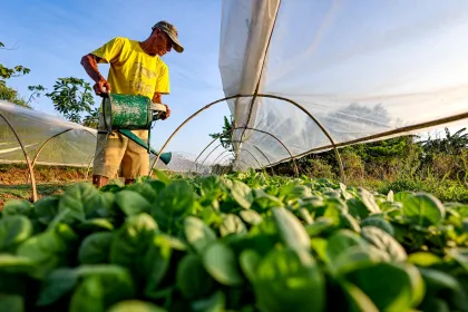 Petani ganti lahan padi dengan tanam tembakau