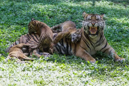 Berita Foto : Anak harimau sumatra di TSI II Prigen