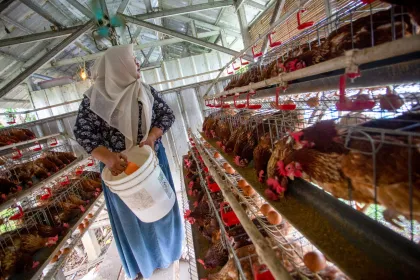 Berita Foto : Kenaikan biaya harga pakan ayam