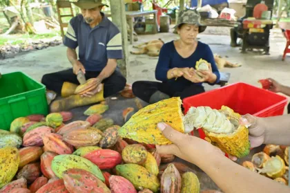 Berita Foto : Potensi komoditas kakao Jembrana