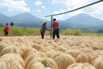 Berita Foto : Musim Panen Beras Merah di Desa Jatiluwih