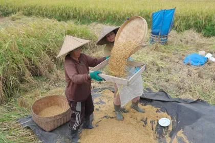 Berita Foto : Produksi Beras Lokal Capai 5 Ton per Hektare