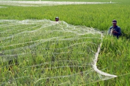 Petani Perkuat Perlindungan Padi dengan Jaring Pengaman