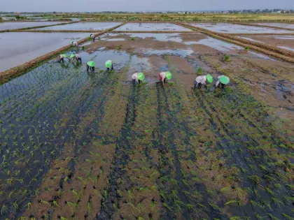 Berita Foto : BRIN Kembangkan Padi Biosalin di Lahan Terdampak Rob