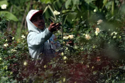 Berita Foto : Target pengembangan florikultura