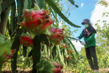 Upaya pengembangan komoditas hortikultura