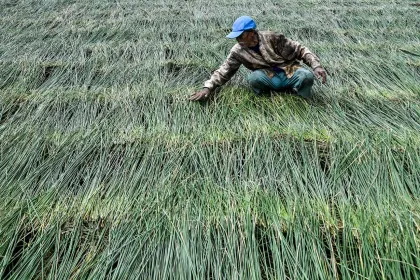 Berita Foto : Panen Mendong Dukung Industri Kerajinan Tangan Tasikmalaya