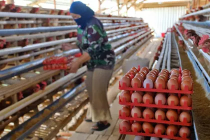 Berita Foto : Harga Telur Peternak di Temanggung Turun Drastis