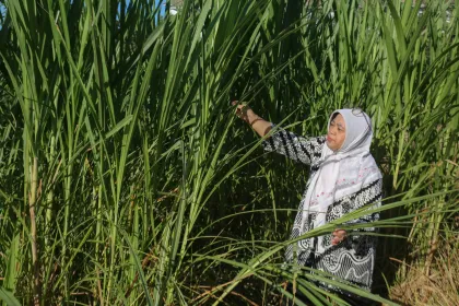 Berita Foto : Inovasi Dosen UGM Kembangkan Hijauan Pakan Unggul