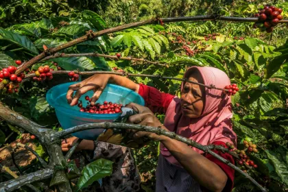 Budi daya kopi di Gunung Gambar