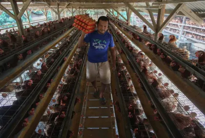 Harga Acuan Telur Ayam Ras Peternak Mulai Diberlakukan Kementan