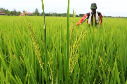 Berita Foto : Tradisi kenduri sawah saat padi mulai berbuah di Aceh