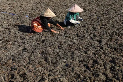 Petambak Manfaatkan Musim Kemarau untuk Budidaya Rumput Laut Sango-Sango