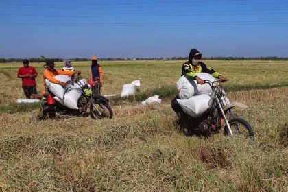 Berita Foto : Petani Maros Andalkan Ojek Pertanian saat Kemarau, Beralih ke Angkut Kuda saat Musim Hujan