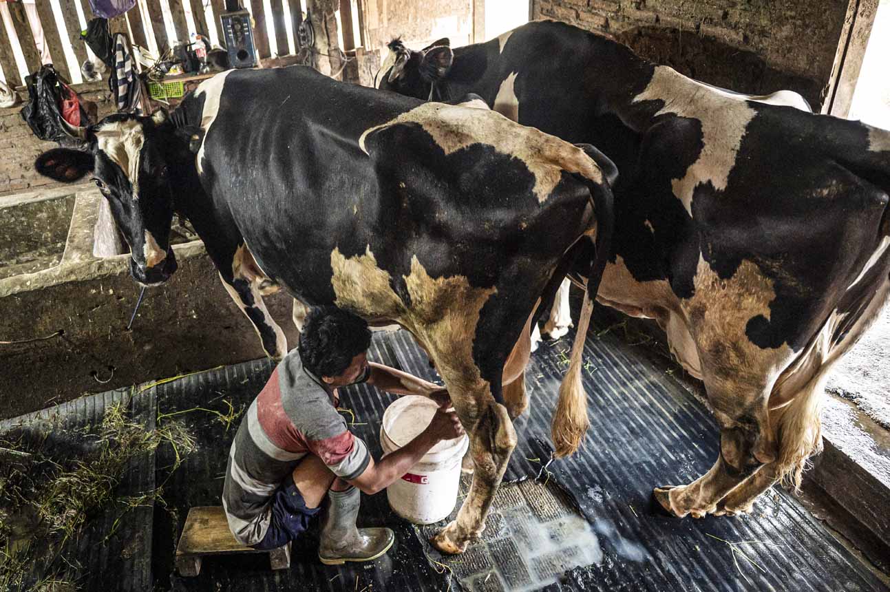 Produktivitas Sapi Perah Ditingkatkan untuk Kurangi Keter...