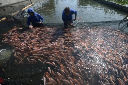 Berita Foto : Panen ikan nila Larasati