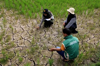 Berita Foto : Kekeringan Melanda Ratusan Hektare Tanaman Padi di Aceh