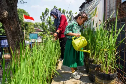 Berita Foto : Budi Daya Padi dengan Galon Bekas, Inovasi Pemanfaatan Limbah Plastik untuk Ketahanan Pangan