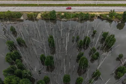 Berita Foto : Laju kerusakan mangrove di Indonesia