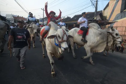 Berita Foto : Pawai sapi tunggang dan gerobak sapi di Klaten