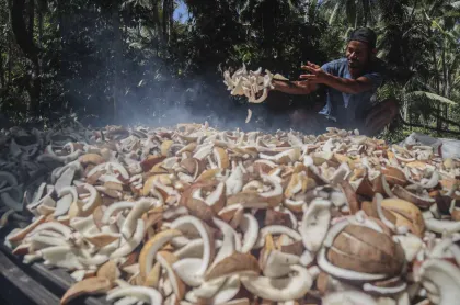 Berita Foto : Warga Pulau Meti Andalkan Kelapa dan Kopra sebagai Mata Pencaharian