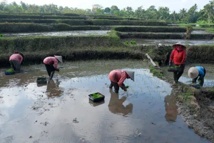 Berita Foto : Produktivitas pertanian di Provinsi Bali