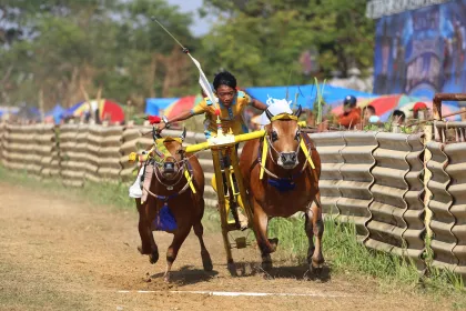 Karapan sapi di Bangkalan Madura