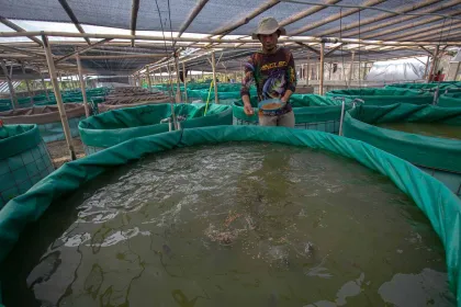 Penerapan Sistem Pertanian Terpadu untuk Mendukung Pertanian Berkelanjutan di Rejo Farm