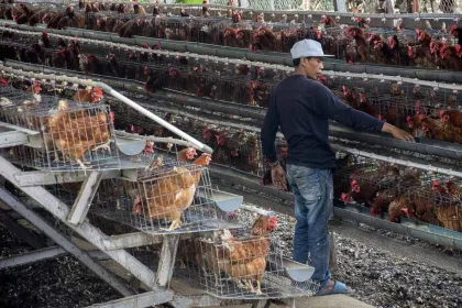 Berita Foto : Telur Ayam Diusulkan Masuk Skema CPP untuk Perkuat Cadangan Pangan