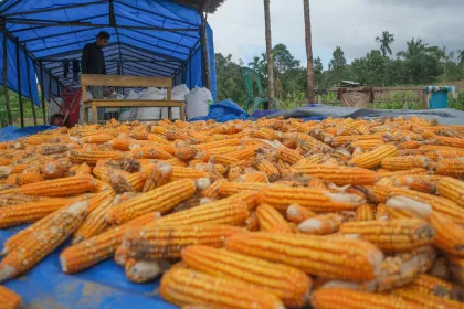 Berita Foto : Proyeksi produksi jagung nasional capai 12,67 ton