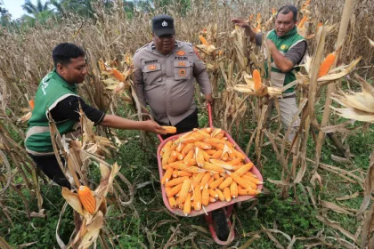 Berita Foto : Capaian panen dan serapan jagung di Aceh Barat