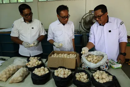 Berita Foto : Amankan 1.286 Telur Penyu