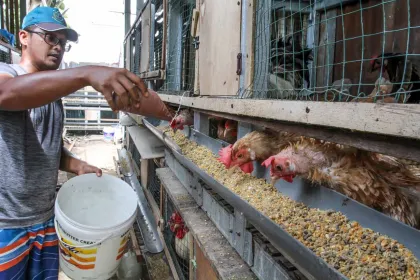 Berita Foto : Peternak Ayam Petelur Hadapi Tingginya Biaya Pakan