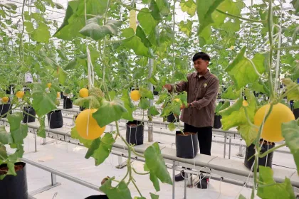 Berita Foto : Smart Greenhouse BRIN-KIST Dorong Pengembangan Teknologi Pertanian Cerdas