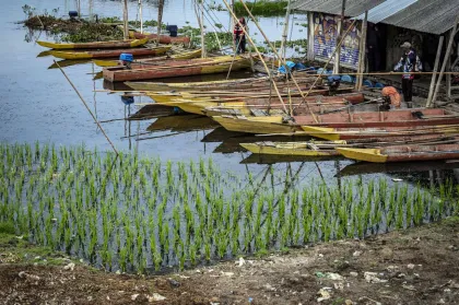 Berita Foto : Debit Air Rawa Pening Menyusut, Warga Manfaatkan Lahan Genangan untuk Tanam Padi