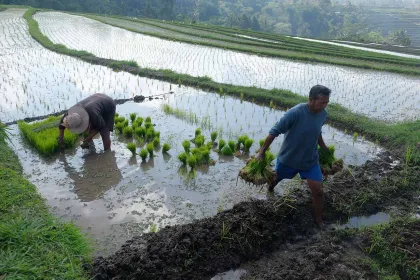 Berita Foto : Sistem Subak Bali Jadi Contoh Global Pengelolaan Sumber Daya Berkelanjutan