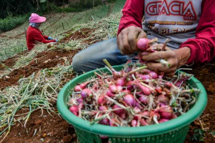 Berita Foto : Harga bawang merah nasional turun