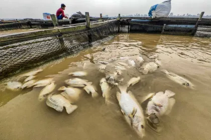 Kemarau Picu Kematian Ikan Keramba di Sungai Batanghari, Petani Merugi