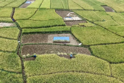 Berita Foto : Penyerapan Gabah Petani Capai 3,67 Juta Ton, Bulog Dekati Target 4 Juta Ton